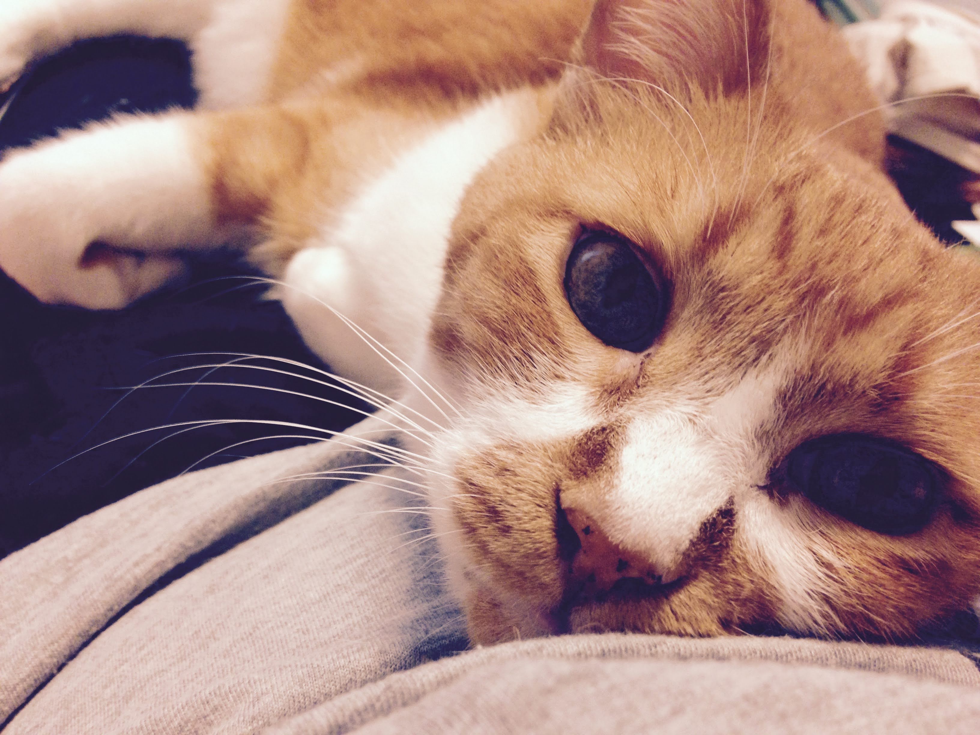 愛猫の故・ちびのすけ